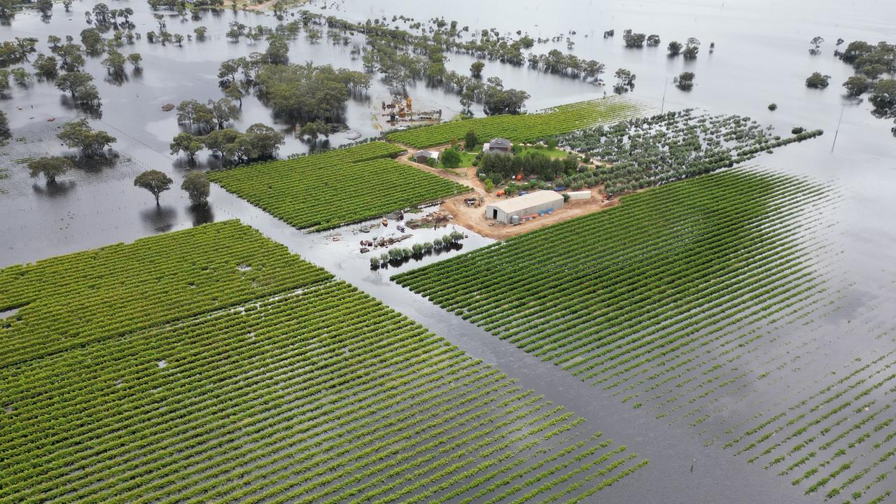 A flooded vineyard in the Mildura region of Victoria